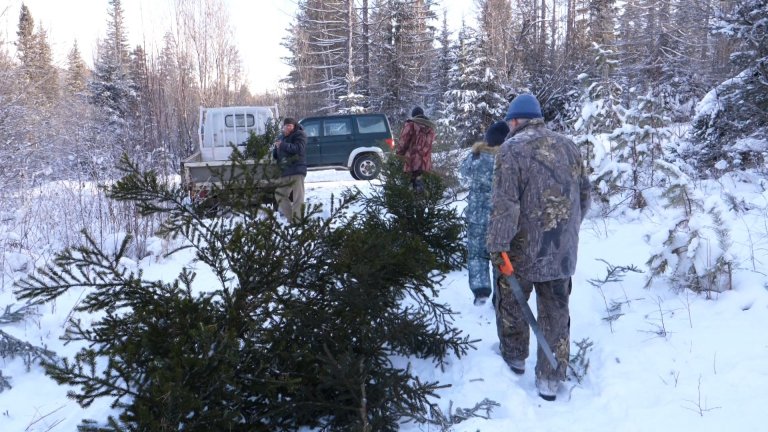 Проверки заготовщиков новогодних ёлок начались в регионе 